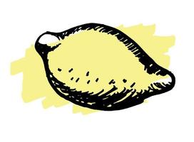 Hand drawn doodle lemon. vector