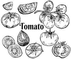 Tomato set half, slice and whole vector