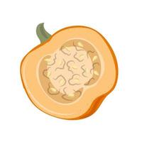 Autumn  Half of pumpkin. Vegetable composition vector