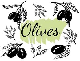 Olive branches. Hand drawn illustration.m vector