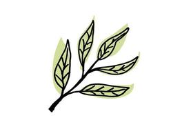 Olive Leaves. Vector illustration