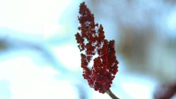 Cerca de la rama de un árbol con picos rojos en invierno video