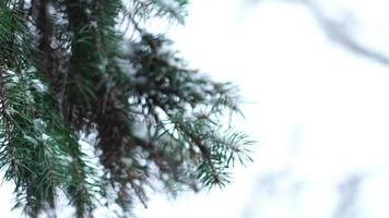 sapin vert branche dans la neige en hiver video