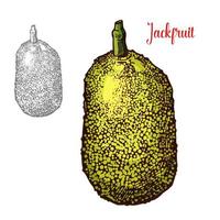 Fresh jackfruit vector design