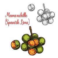 Mamonchillo lime vector sketch fruit