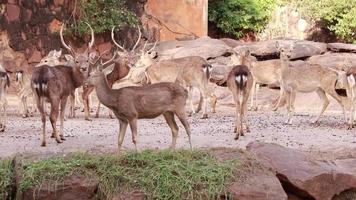 Herd of deer living in nature. video