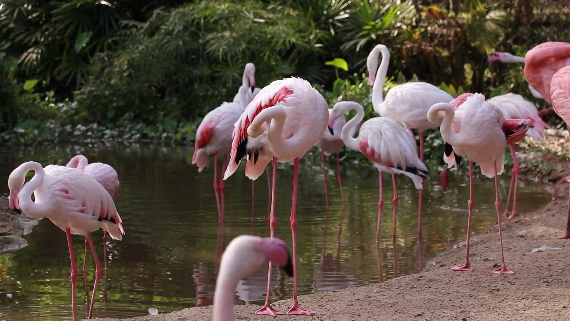 Flamingo live in nature 16128509 stock video at vecteezy