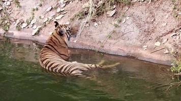 tijger leven in natuur. video