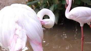 Flamingo live in nature video