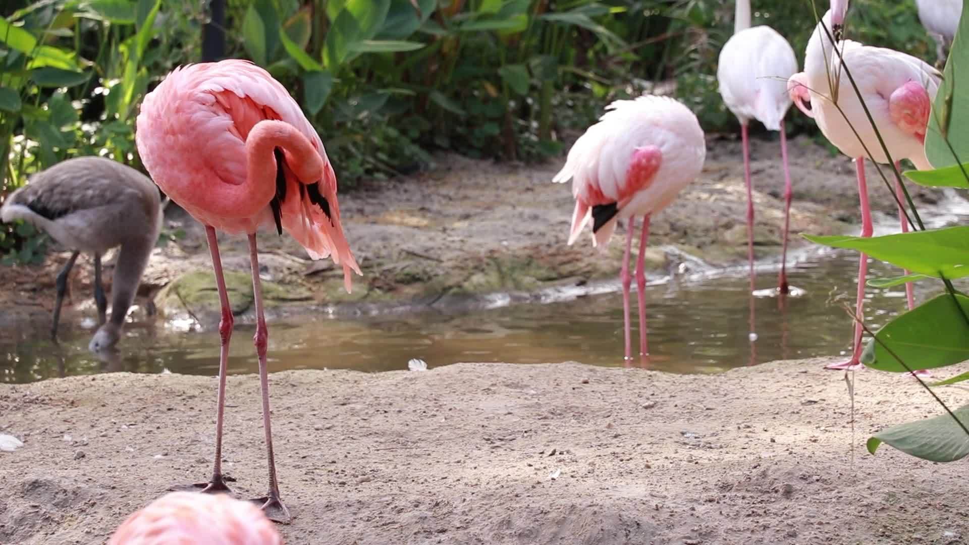 Flamingo live in nature 16128516 stock video at vecteezy