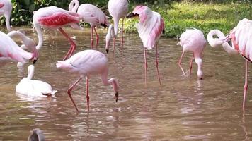 flamingo vive na natureza. video