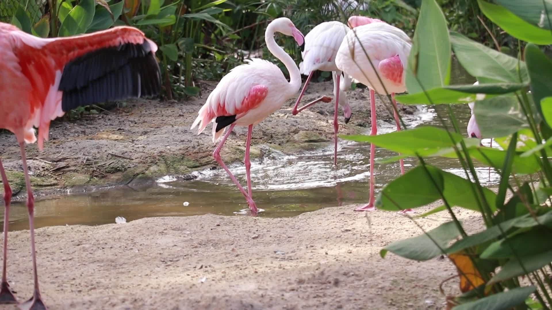 Flamingo live in nature 16128518 stock video at vecteezy