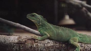 Iguana, iguana living in nature. video