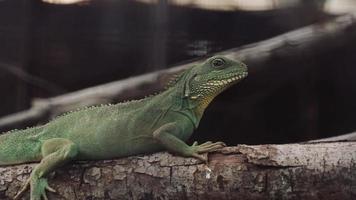 primer plano de iguana video