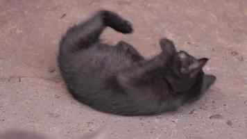 katt, svart katt video