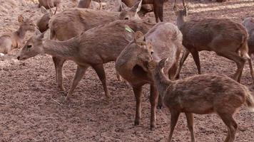 cerf vivant dans la nature. video