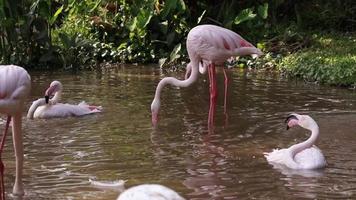 Flamingo live in nature. video