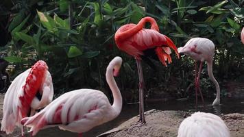 flamant rose dans la nature video