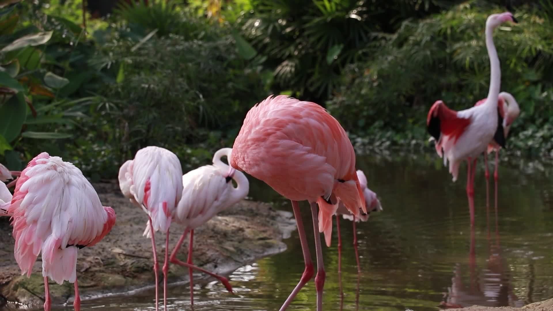 Flamingo live in nature 16129006 stock video at vecteezy