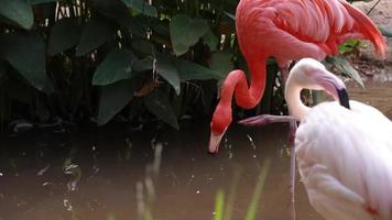 câmera lenta do flamingo video
