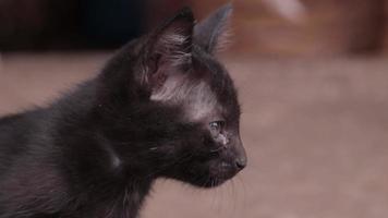 primer plano de gato negro video