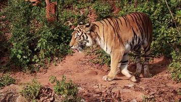 le tigre vit dans la nature. video