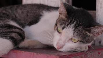 gato dorme, gato video