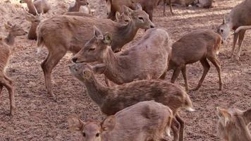 Rehe leben in der Natur. Herde von Hirschen, die in der Natur leben. video