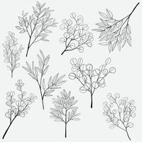 dibujo a mano alzada de la colección de ramas de eucalipto. vector