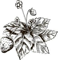dibujo a lápiz de fresas. arbusto de fresa con hojas, flores y bayas. dibujo botánico vector
