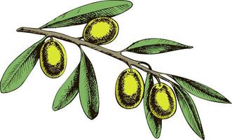 Drawing of olive branch with some olives and leaves. Hand drawing vector