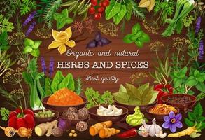 Spices, culinary herbs, cooking herbal seasonings vector