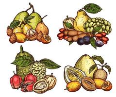 Vector exotic tropical fruits harvest