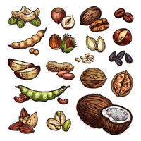 bosquejo natural del vector de las semillas de las nueces y del frijol