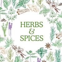 Spices and herbs sketch seasonings vector