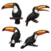 Set of exotic bird toucan vector