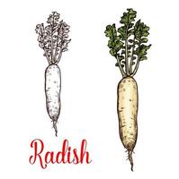 Radish vegetable tuber vector sketch