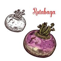 Rutabaga or turnip sketch vegetable vector