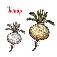 Turnip vegetable tuber vector sketch