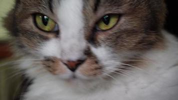 The frightened cat looks at the camera and hides. Close-up video
