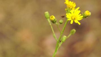macro of beautiful yellow caris flower video