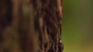 macro d'écorce d'arbre dans la forêt video