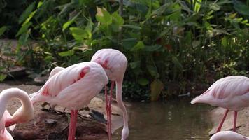 flamant vit dans la nature. video