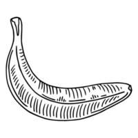 Sketch ink vintage banana illustration, draft silhouette drawing, black isolated on white background. Food graphic etching design. vector