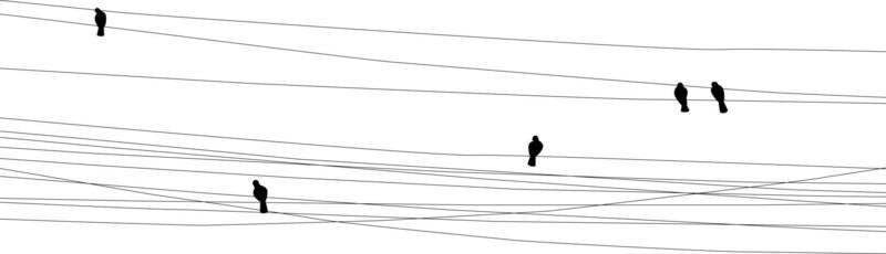 birds on wires transparent background