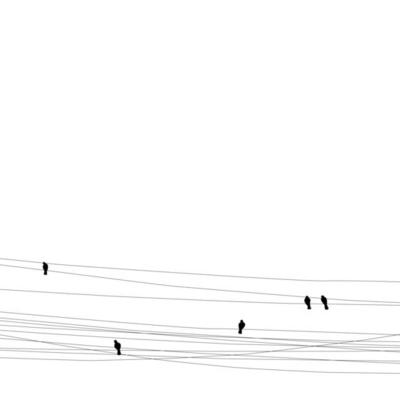Mini Birds on wires white background