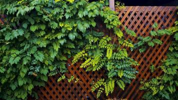 brown fence and beautiful green leaves on it in 4k video