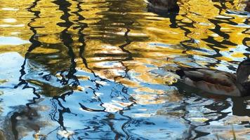 rebanho de patos adultos nadando no lago em um dia quente de outono em 4k video