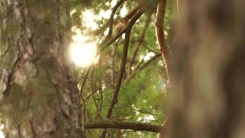 the rays of the sun shine through the pine in the forest video