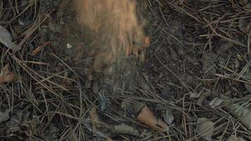 Nahaufnahme des kleinen Mädchens berührt einen Kegel auf dem Boden im Wald video